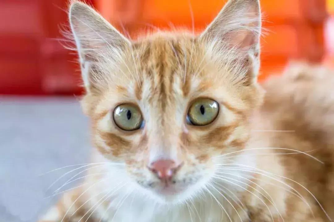 广州的这8个小岛，人少又免费，适合大小情侣的去处