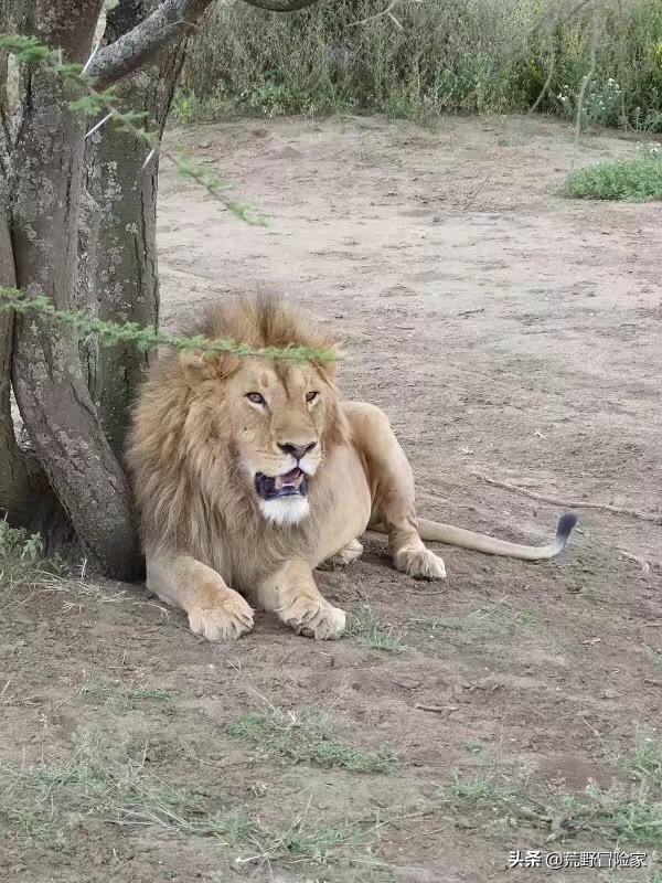 为什么非洲大草原看狮子用敞篷车，而国内虎园看虎却用封闭铁笼车