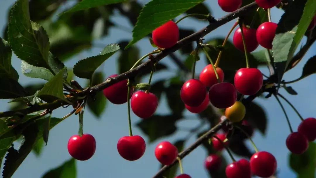 成都出发不到1h！3000多亩樱桃桑泡er随你摘，吃不饱算我输！