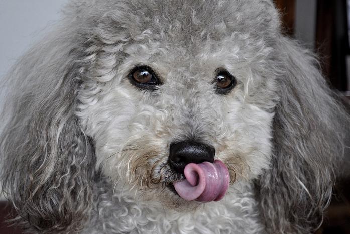 在夏日里小狗为什么总是伸舌头,小狗半夜突然总舔自己是怎么回事