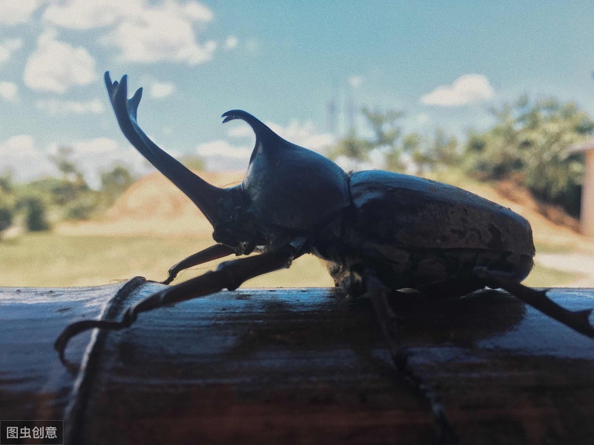 “人生能几何，毕竟归无形”——铁甲战士独角仙