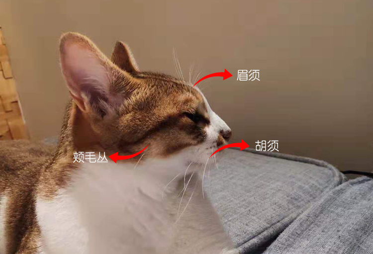 猫咪的胡子为什么不可以剪掉,猫咪的胡子为什么不能剪掉呢