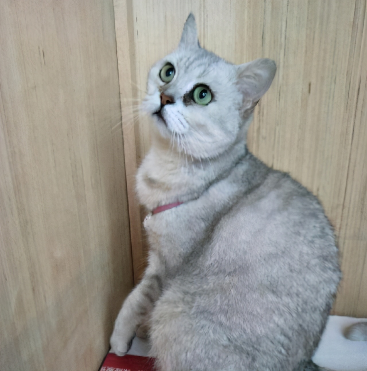 我家的英短为什么那么瘦,英短太瘦怎么养肥