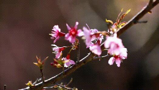 福建春天花海旅游攻略,福建春季游玩好去处推荐