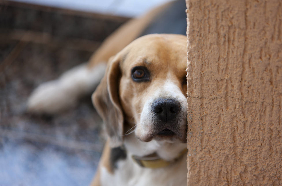 狗生的时候注意什么,狗生崽后主人注意什么