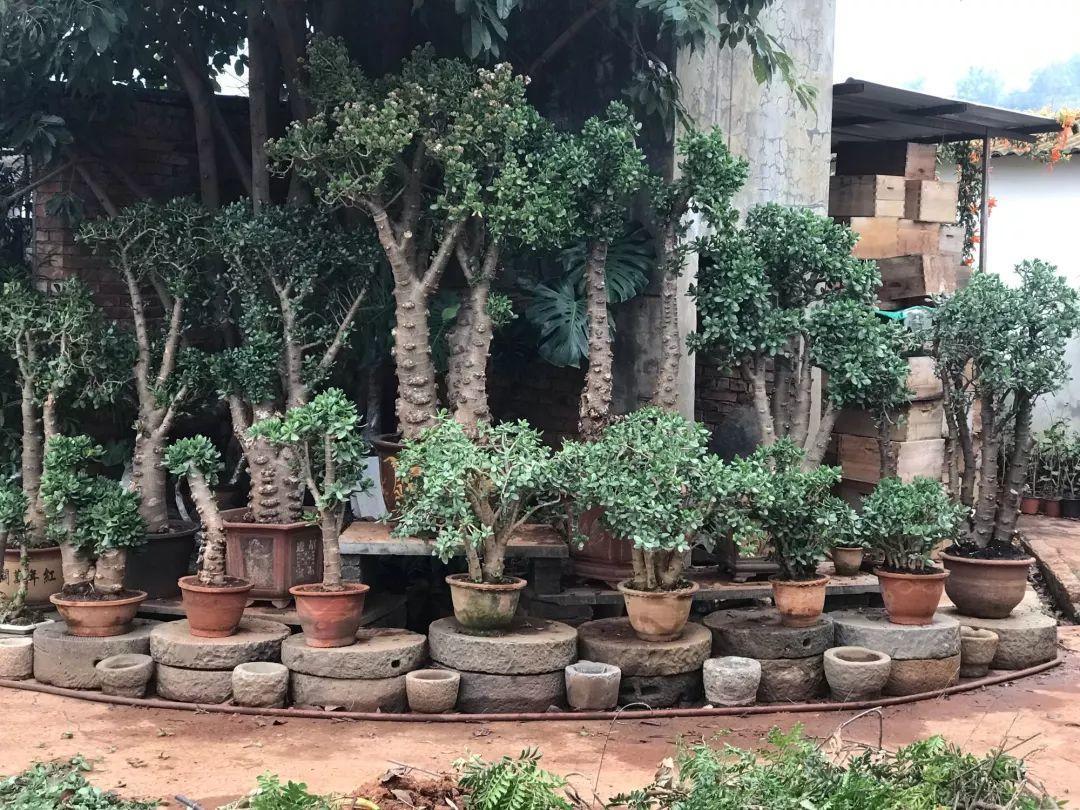 家里养的富贵花让你养几年才会开,客厅富贵花大全