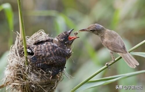 蛊卦九二爻是什么意思,蛊卦的卦辞和爻辞