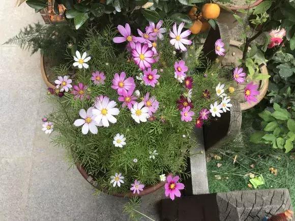 花儿养不好一定要学会这几招,花儿总是养不活