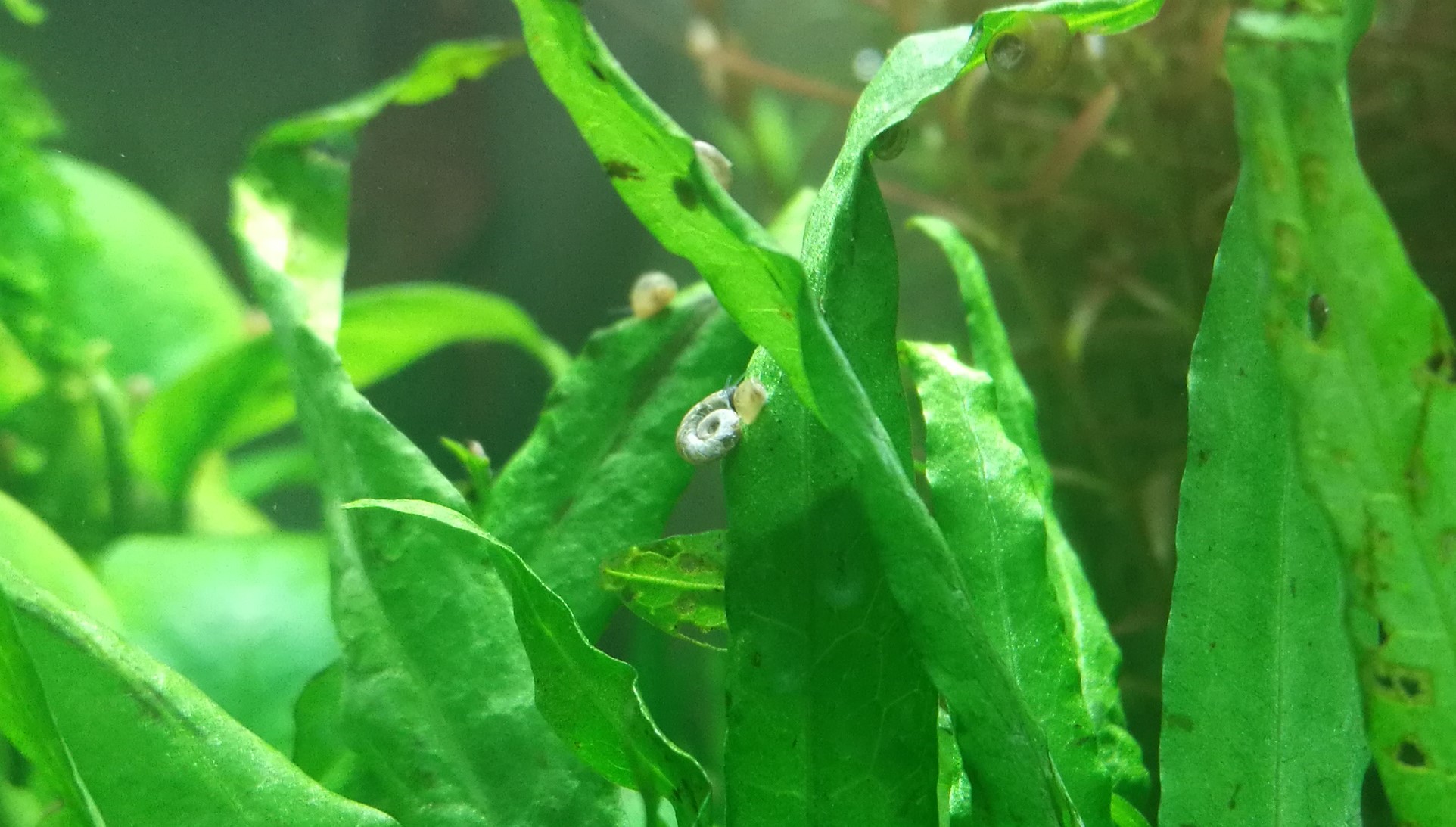 求救解决方法,爆藻如何处理