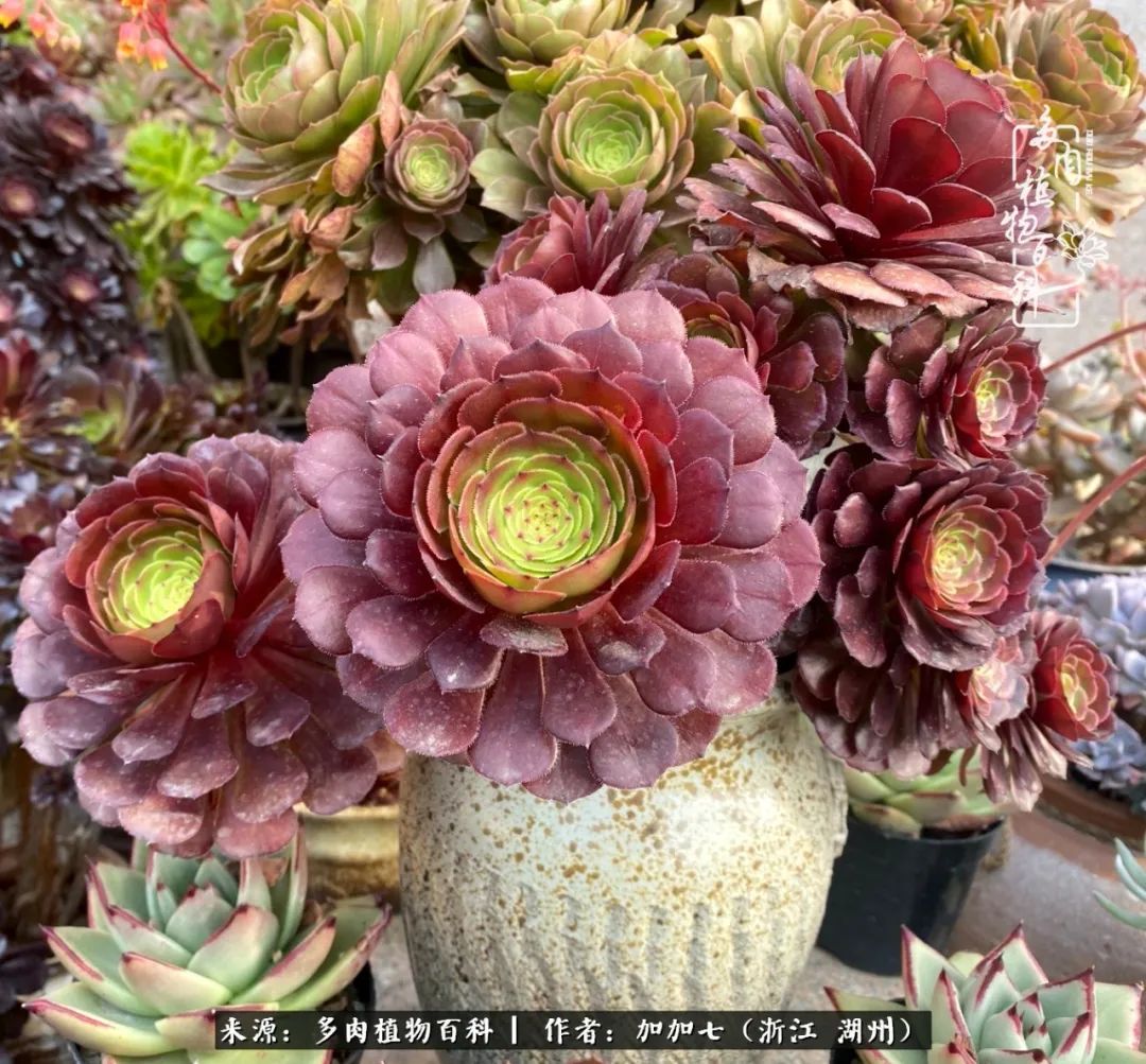 没根的法师夏天怎么养,五法师阵容