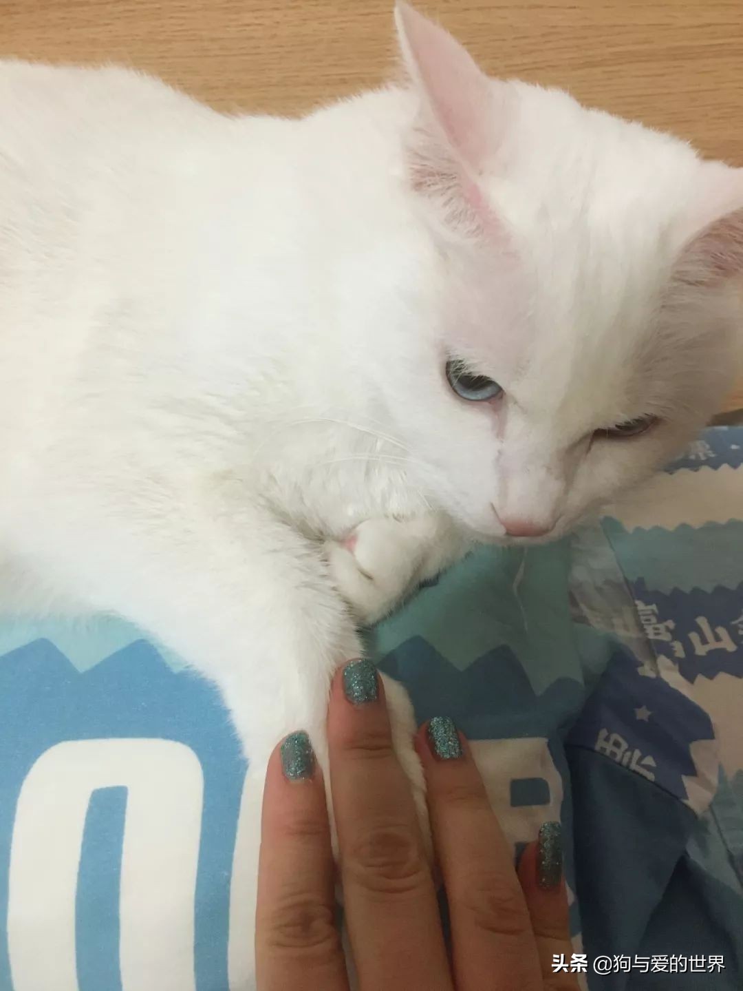 猫猫为什么喜欢躲在暗处扑人,猫猫为什么把爪子藏起来