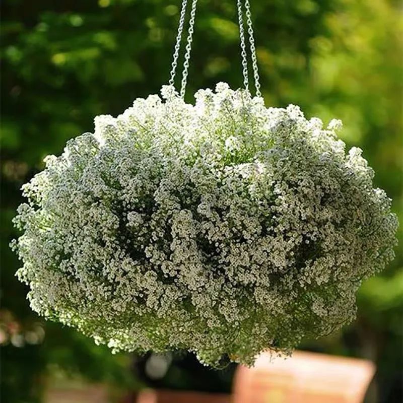 懒人室内养花就养4款开花机器,懒人专属开花机器花儿天天开爆盆