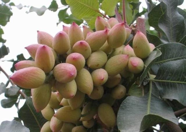 开心果利润大吗,开心果种植前景及亩效益