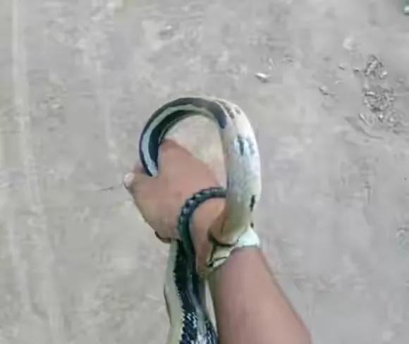 夜钓遇到毒蛇被咬,养毒蛇怎样防止被咬