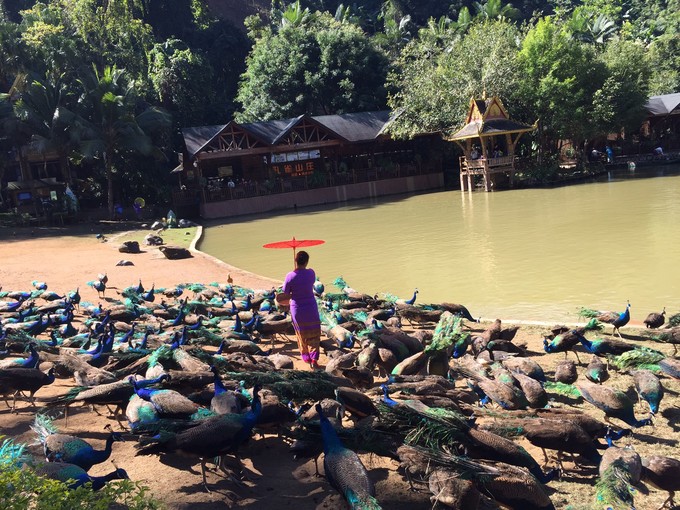 西双版纳三天两夜吃住行,云南西双版纳旅游景点攻略自由行