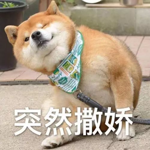 怎么才算纯种泰迪狗呢图片,纯种狗和非纯种狗的区别哪个好