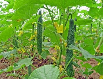 黄瓜结的果萎缩了是什么原因,黄瓜果实萎缩的原因