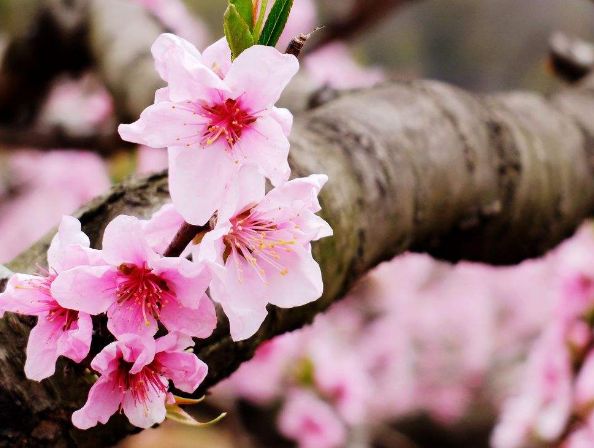 【诗词鉴赏】春风十里桃花灼灼我在诗词的世界里等你！