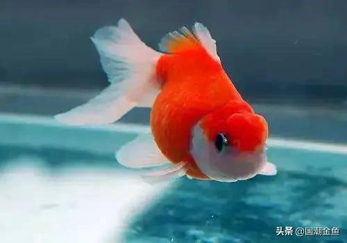 家庭养鱼小技巧和方法,观赏养鱼的方法和技巧