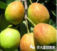 种植新品种果树苗一手货源,各种新品种果树苗木一手货源