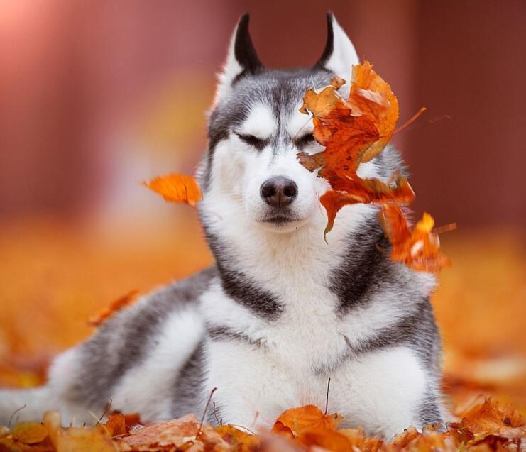 笑话十则短一些,笑话十则让你乐上一整天