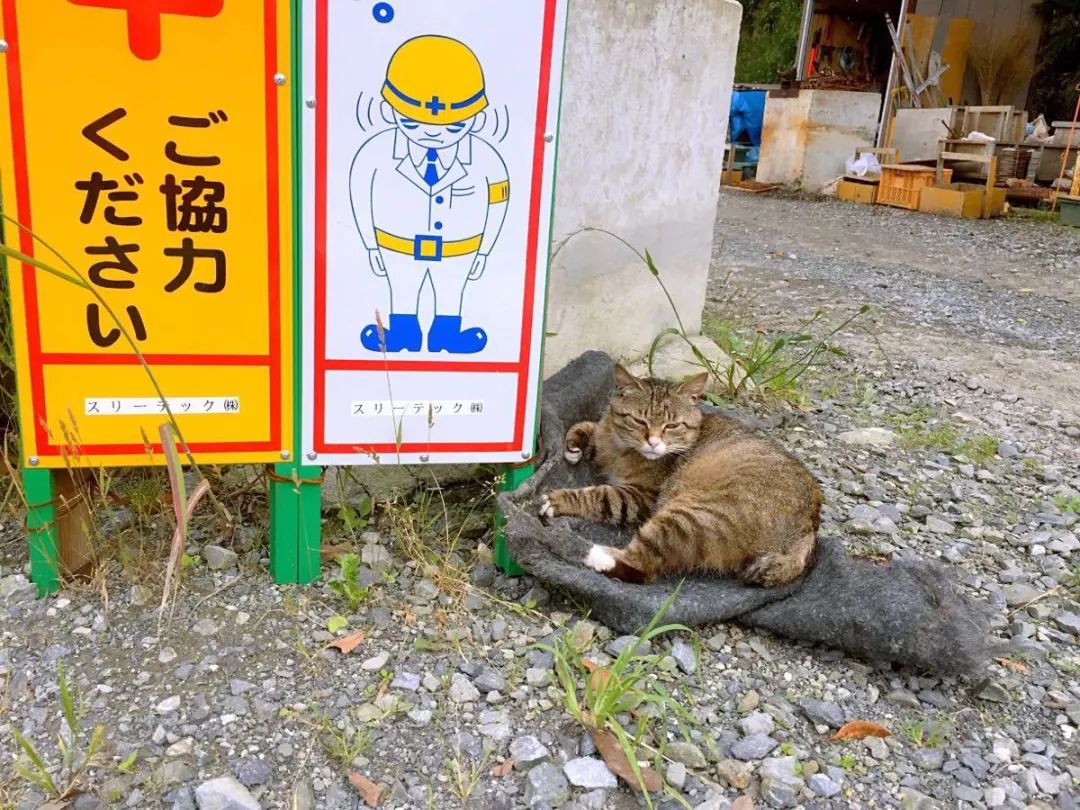 告别流浪猫展览再现12个吸猫圣地,最治愈的吸猫胜地