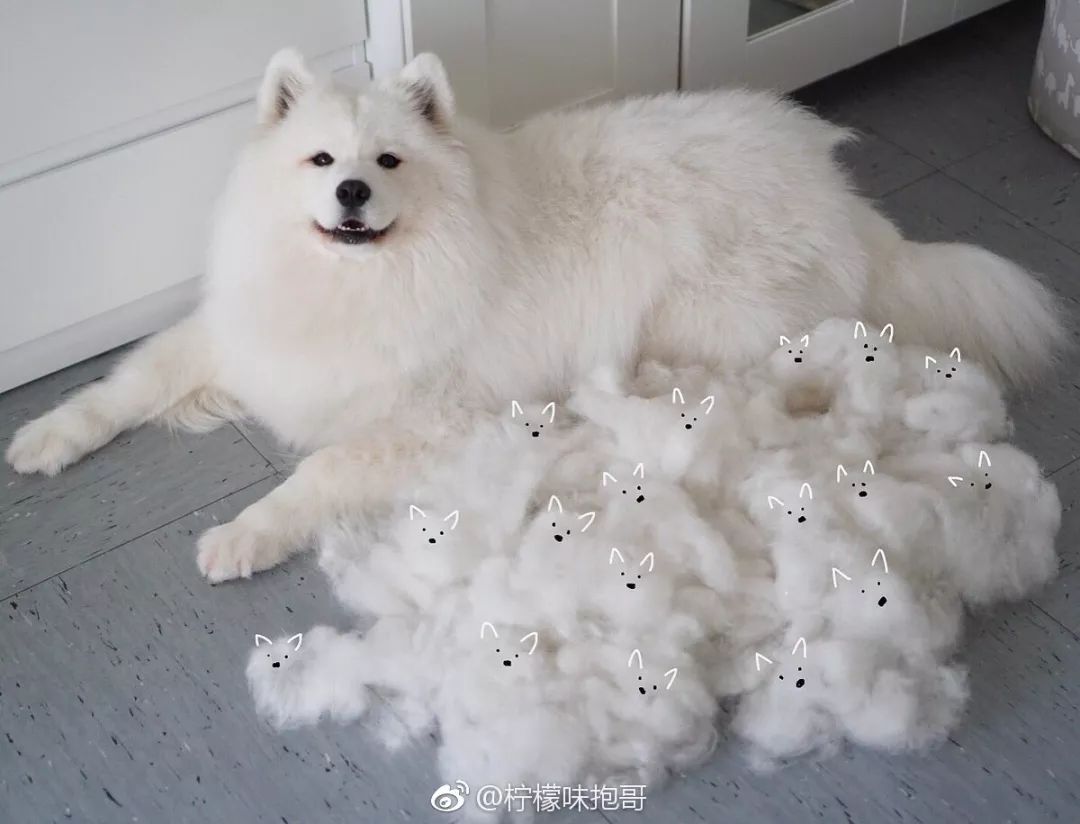 你见过最沙雕的评论,你见过最沙雕的物品吗