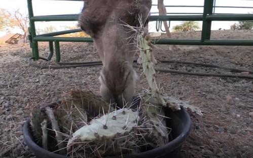 被誉为“沙漠之舟”的骆驼,仙人掌、断肠草都是它的食物