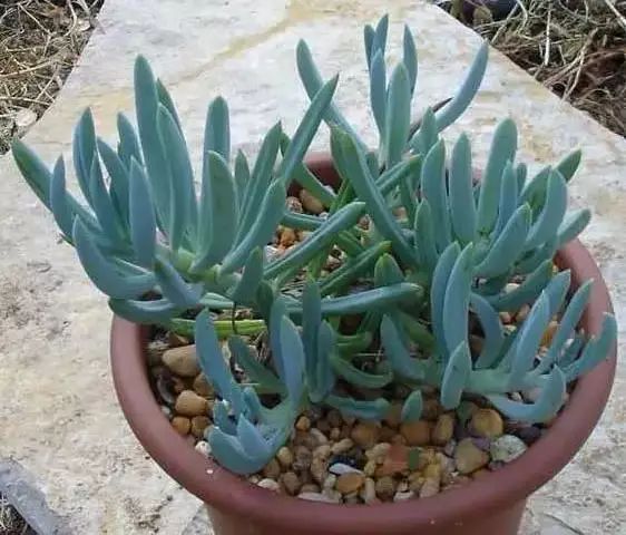 多肉早安图片大全,多肉大全100图