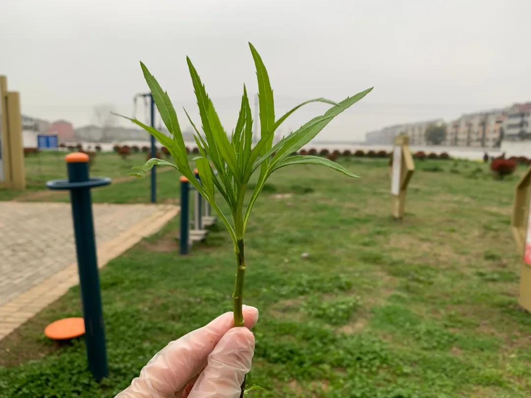 南京城市野菜猎人实录