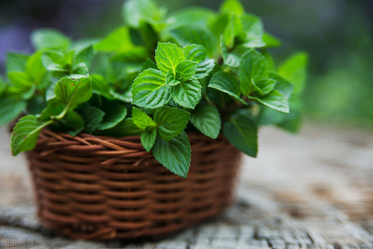 驱蚊小妙招蚊子怕啥花,夏天驱蚊虫花草可帮忙