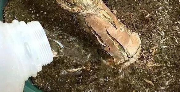 盆栽土结成硬块怎么处理,新买的盆栽土总是结块发白