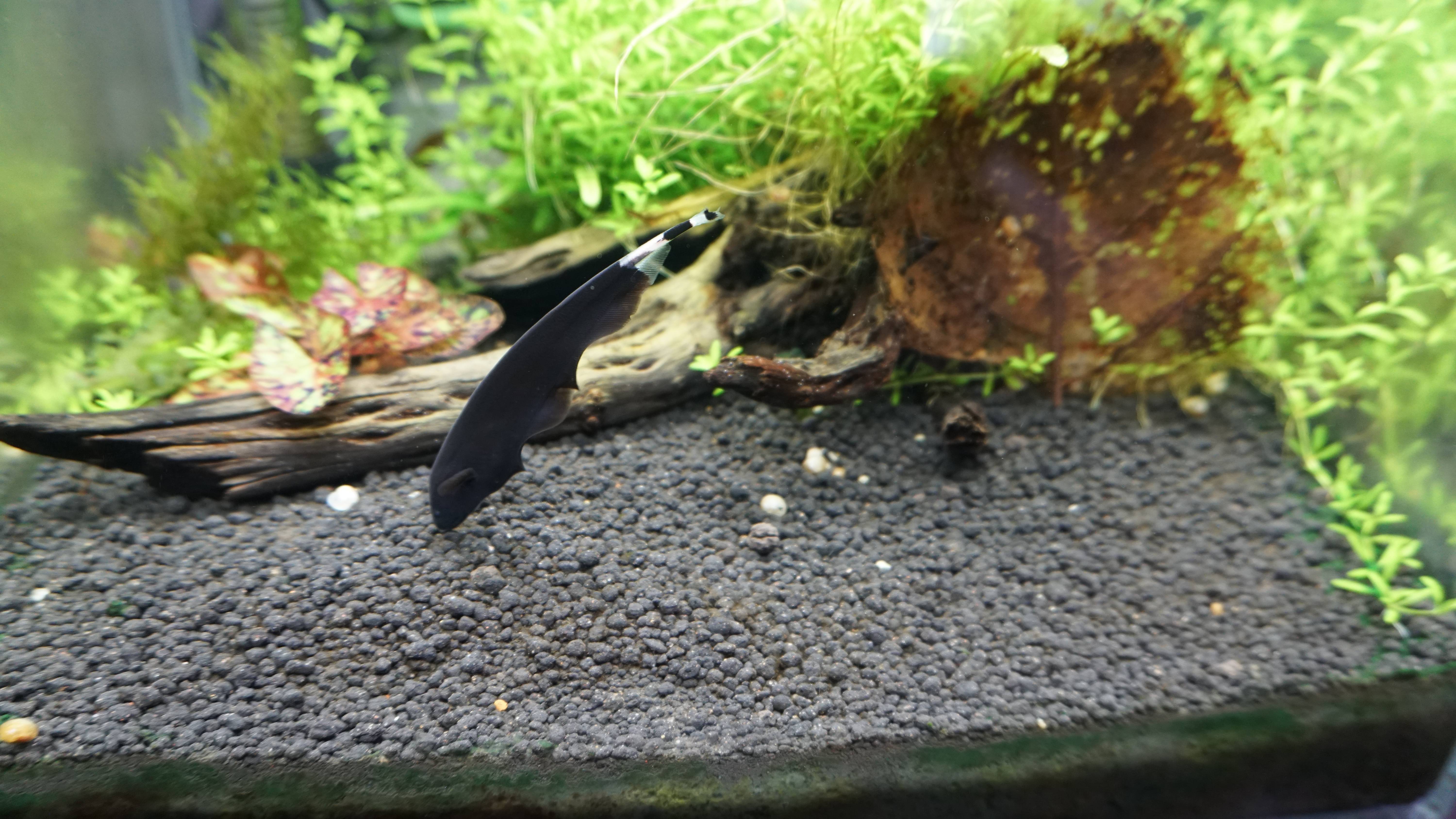 鱼缸中的黑色羽毛——魔鬼刀