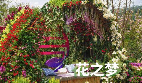 深圳史上最大最美的花展来啦,走进深圳仙湖植物园的国际花展