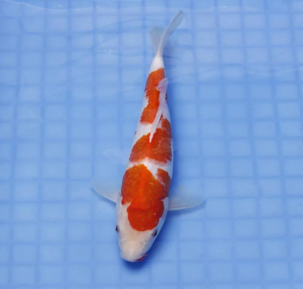 锦鲤充血最佳治疗方法,锦鲤充血的最佳治疗