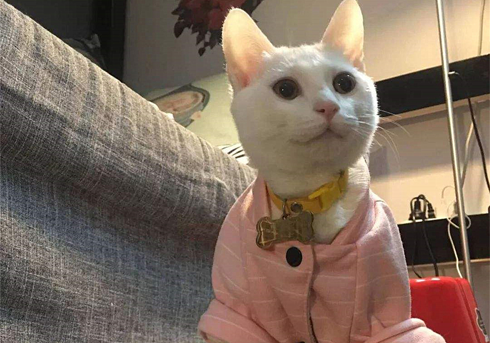 猫咪先兆流产不治疗的后果,猫咪早产为什么迟迟生不出来