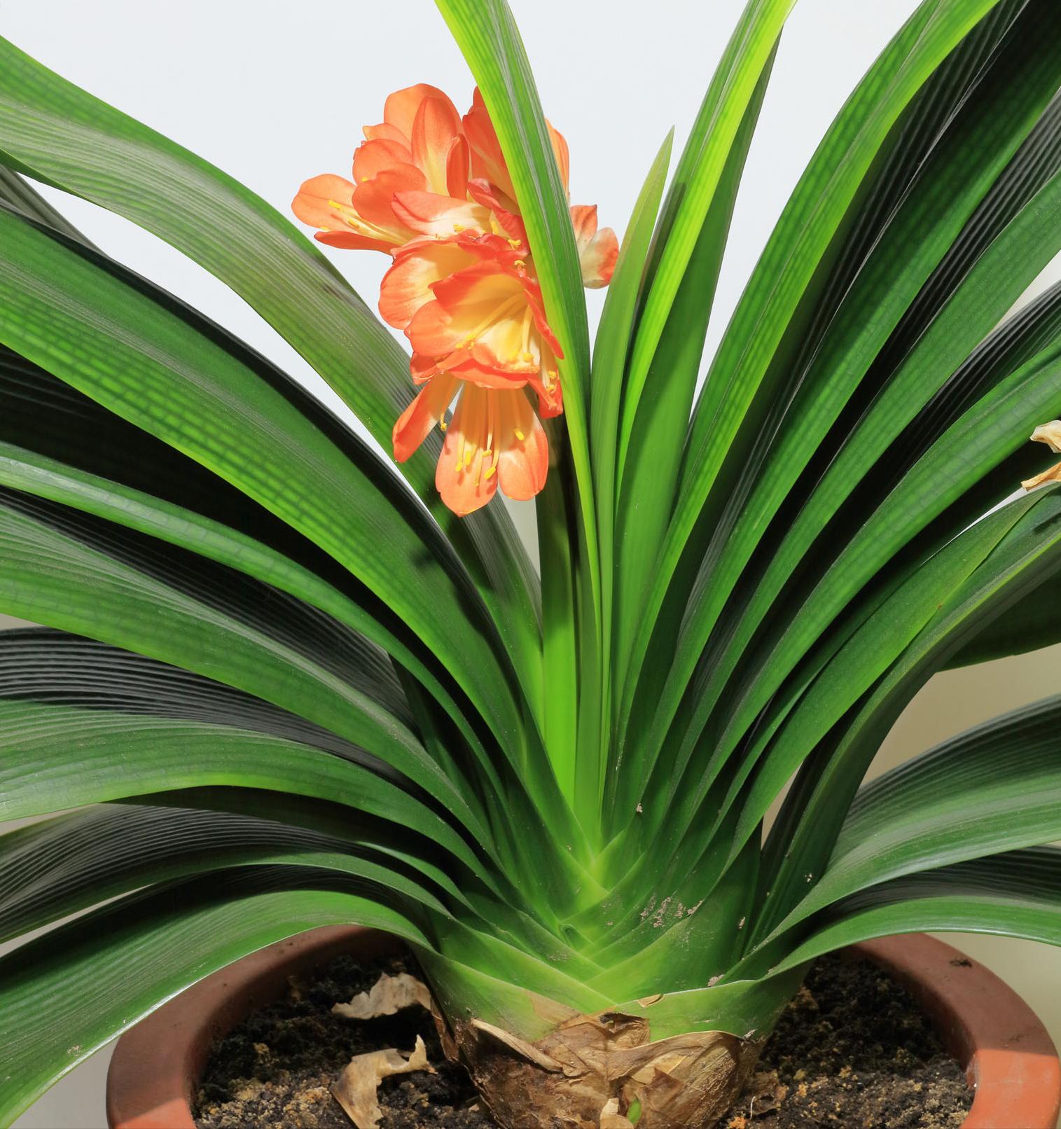 君子兰冬季多长时间浇一次水最好,冬季君子兰花的养护方法