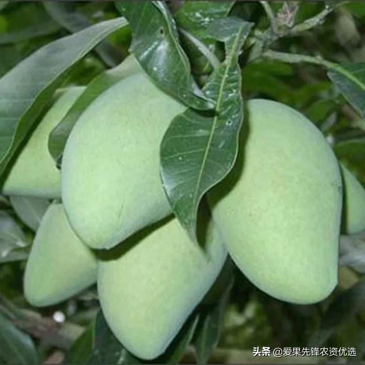 有前景的芒果品种名字大全,长势比较好的芒果品种