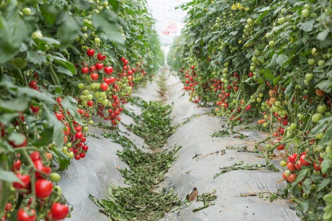 大棚种植新发现，一年收益50万，蔬菜“冷热”种植为何如此神奇？