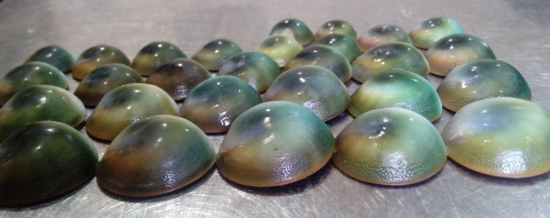 神奇贝壳料理,神奇的贝壳