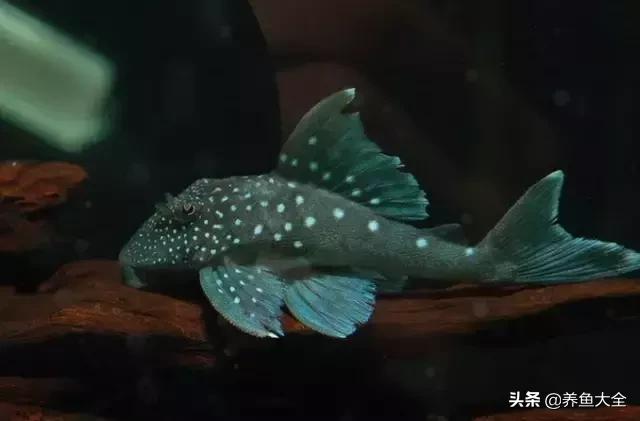 异型鱼饲养指南,异型鱼饲养方法