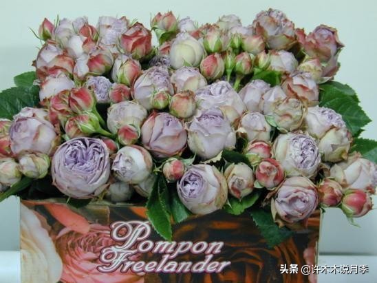 30种黄色月季,10种超美的蓝色月季