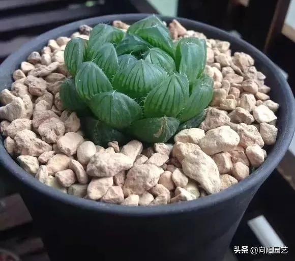 多肉养不好,多肉精养怎么控