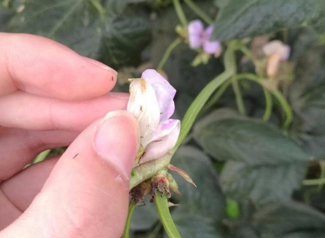 豆角钻心虫防治办法,豆角里面的钻心虫用什么药防治