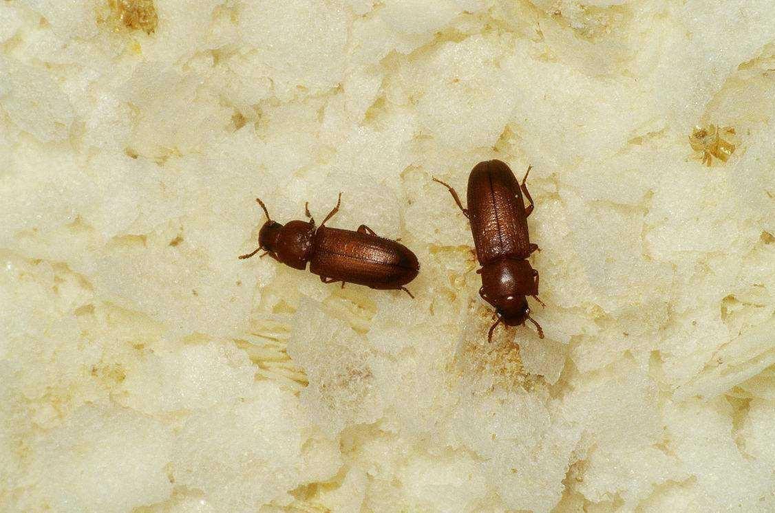 家里买的大米多了如何保存,家里大米容易受潮长虫怎么收藏