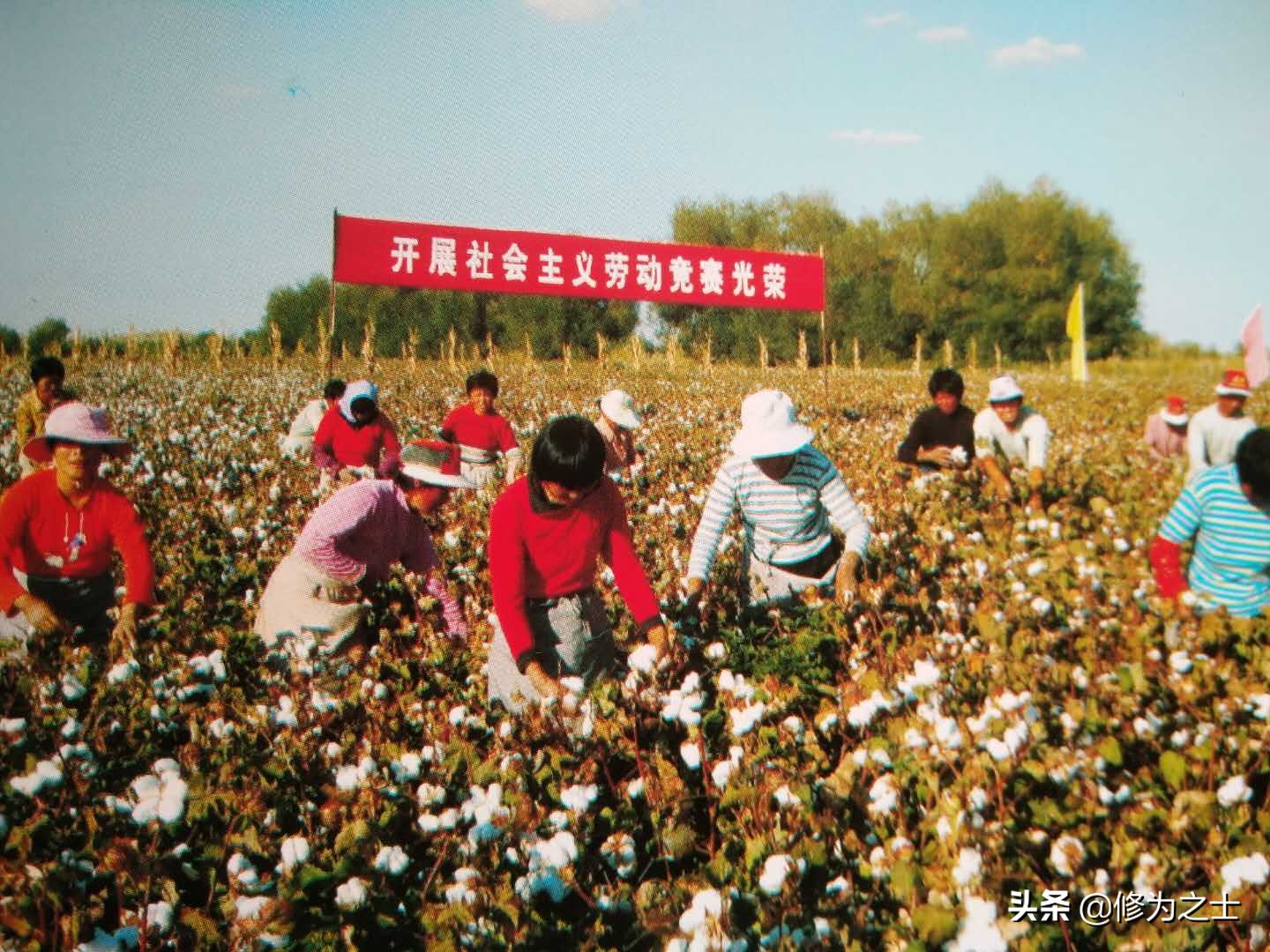 棉花地里种植什么赚钱,种植棉花有哪些经济效益