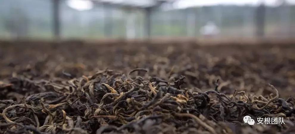 工夫红茶发酵程度,工夫红茶的干燥过程图片