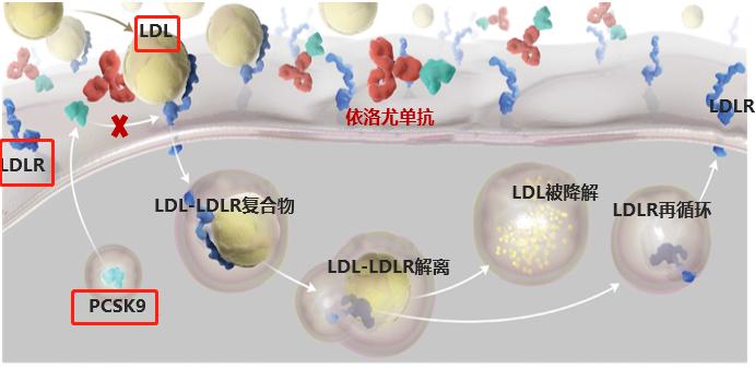 联合用药，助力冠心病患者低密度脂蛋白（LDL）尽早达标