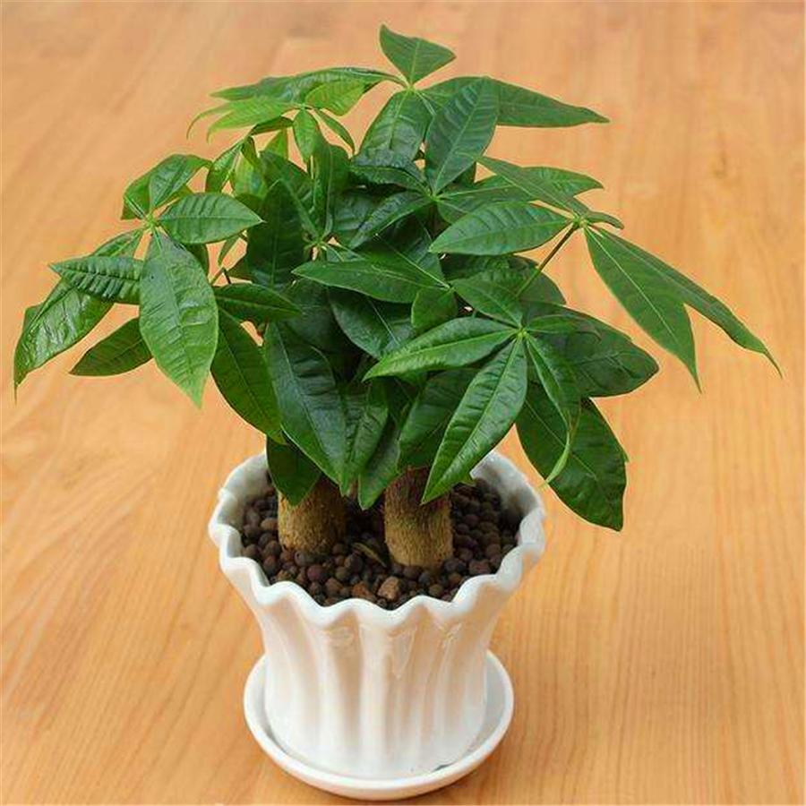 发财树黄叶简单补救方法,发财树黄叶掉叶枯枝怎样补救