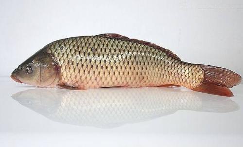 怎样做清炖鱼汤好喝,怎样做清炖鱼豆腐